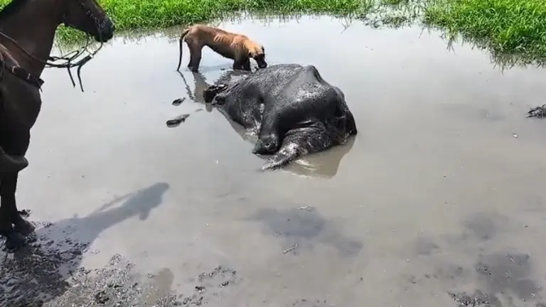 Hidrocarburos amenazan la vida en los caños de Barrancabermeja imagen de la publicación
