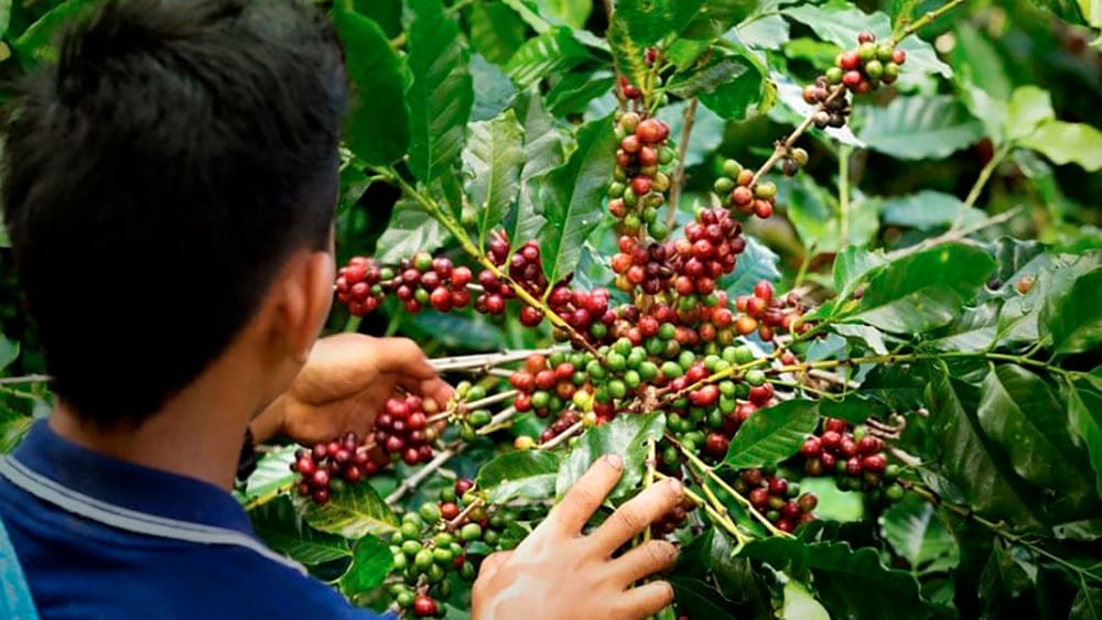 Gobierno prorroga por cinco meses el Contrato de Estabilización de Precios del Café imagen de la publicación