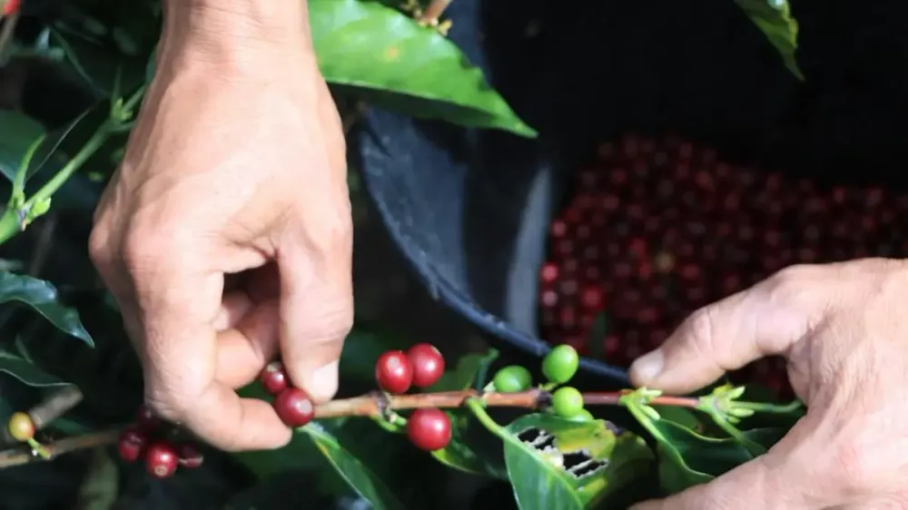 Posible fenómeno de El Niño amenaza la producción cafetera en Santander imagen de la publicación