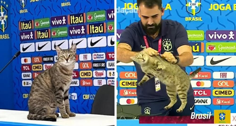 ¿La maldición del gato? La teoría que volvió a tomar fuerza tras la eliminación de Brasil imagen de la publicación
