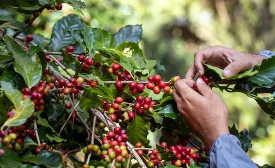 Caficultores de Bucaramanga rumbo hacia mercados internacionales imagen de la publicación