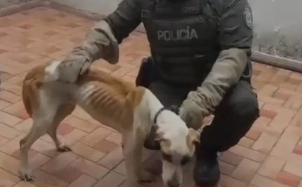 Desalmados se mudaron de casa y abandonaron a sus mascotas imagen de la publicación