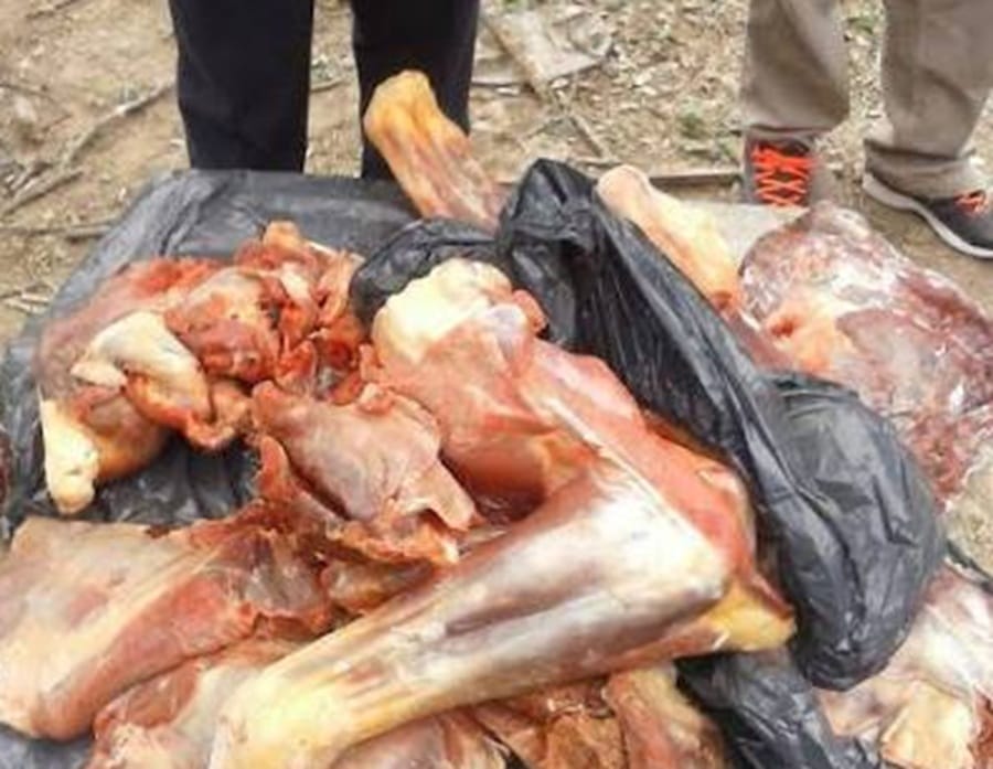 Atentado a la salud de los bumangueses con carne de caballo en pésimas condiciones de salubridad imagen de la publicación