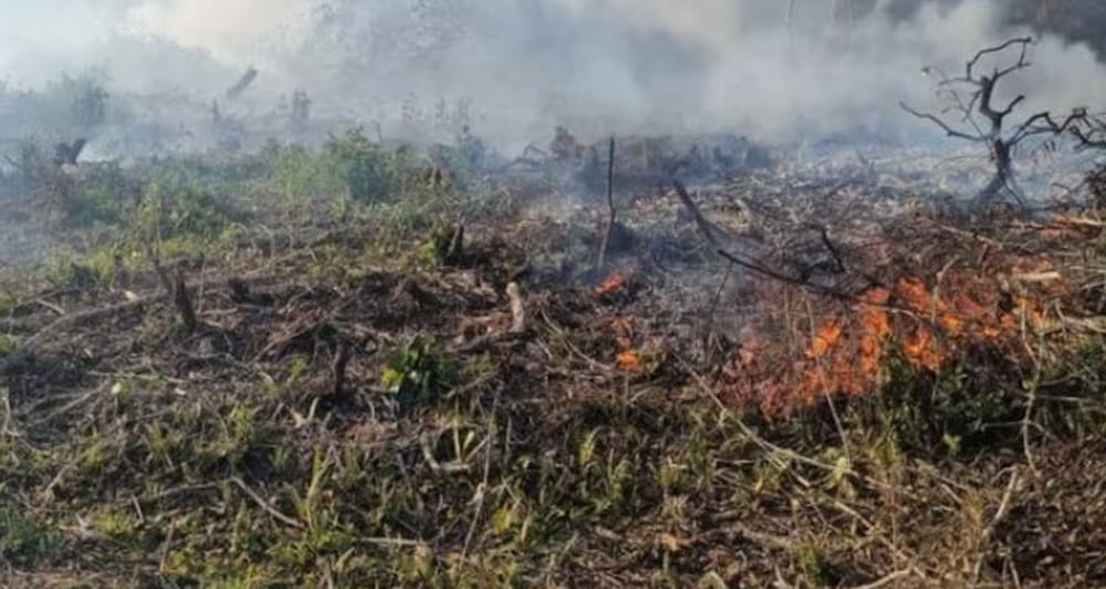 Incendios forestales son el riesgo mayor por El Niño imagen de la publicación