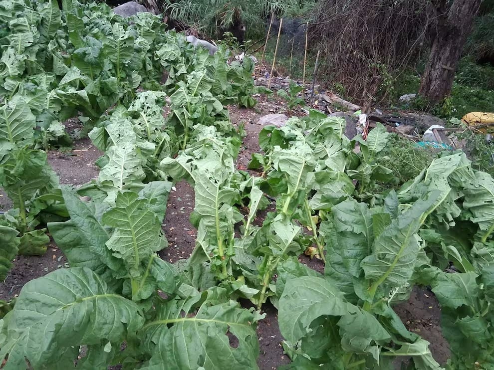 Alerta en Santander: transición al Fenómeno del Niño golpea el agro imagen de la publicación