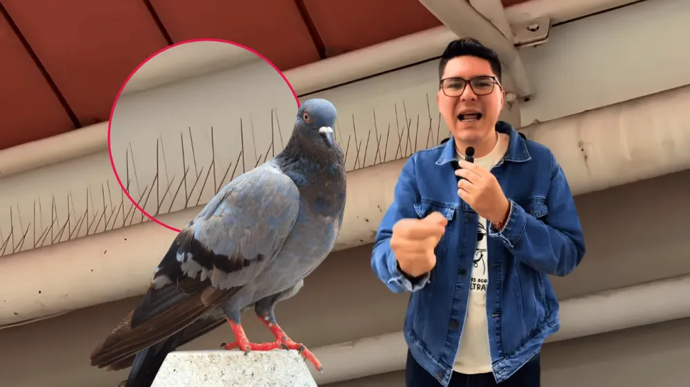 Denuncian presunto maltrato a palomas en centro comercial de Floridablanca imagen de la publicación