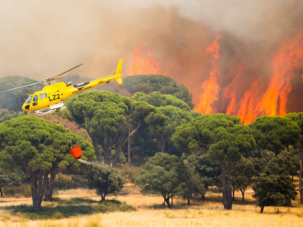 España enfrenta una catástrofe histórica: incendios forestales ya arrasaron decenas de miles de hectáreas imagen de la publicación