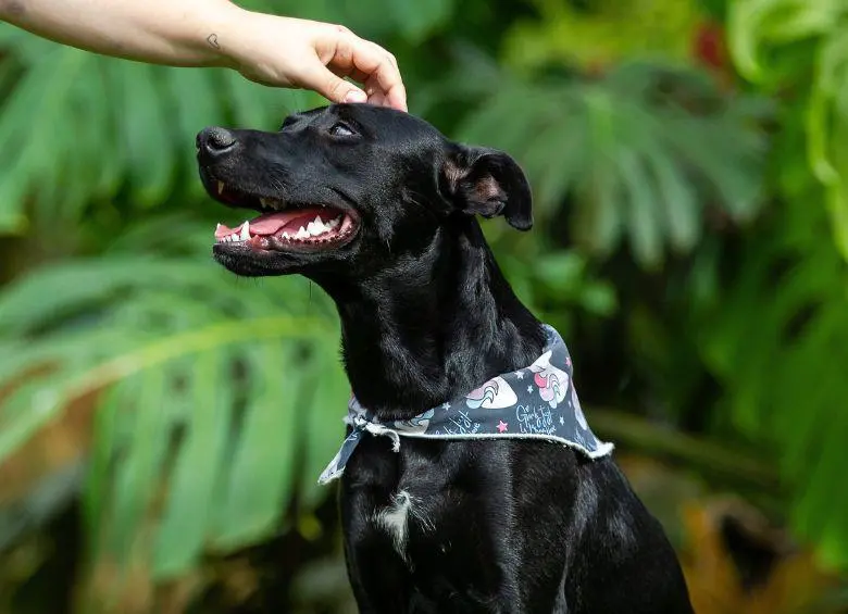 En el Día Mundial del Perro, expertos recomiendan cuidar las articulaciones desde temprana edad imagen de la publicación