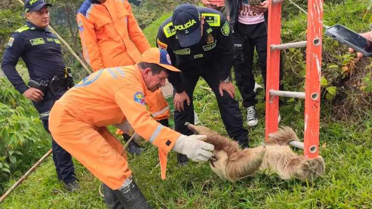 Rescate contrarreloj salvó a un oso perezoso atrapado en una red eléctrica en Santander imagen de la publicación