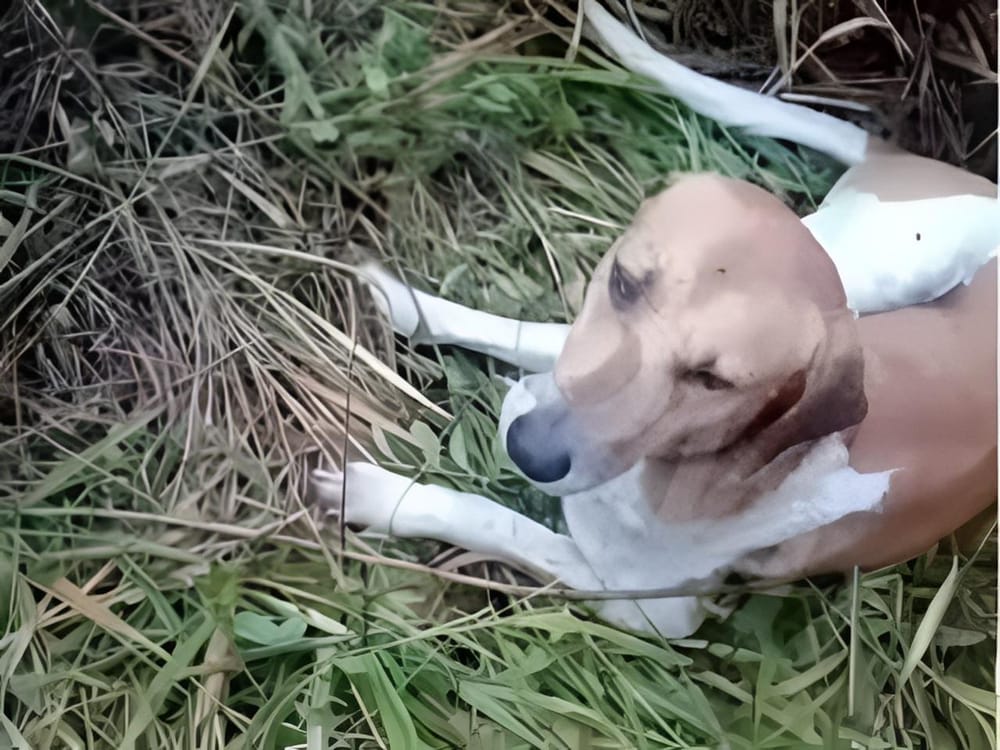 Indignación en Santander: rescatan a un perro que habría sido abandonado para morir amarrado con alambre en Curití imagen de la publicación