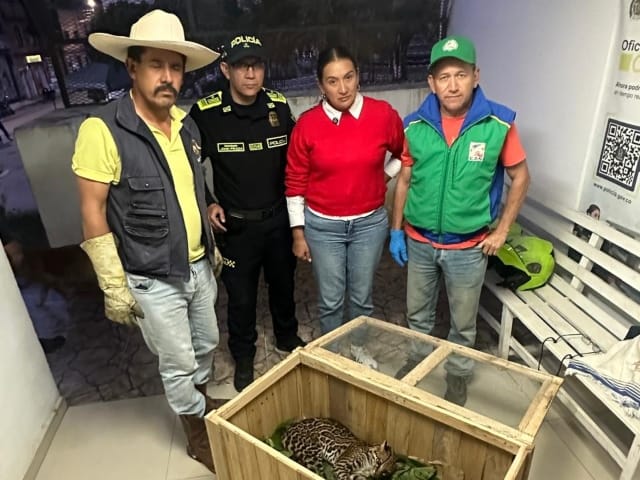 Rescatan a un tigrillo al borde de la muerte en Santander: la llamada de una comunidad evitó una tragedia imagen de la publicación