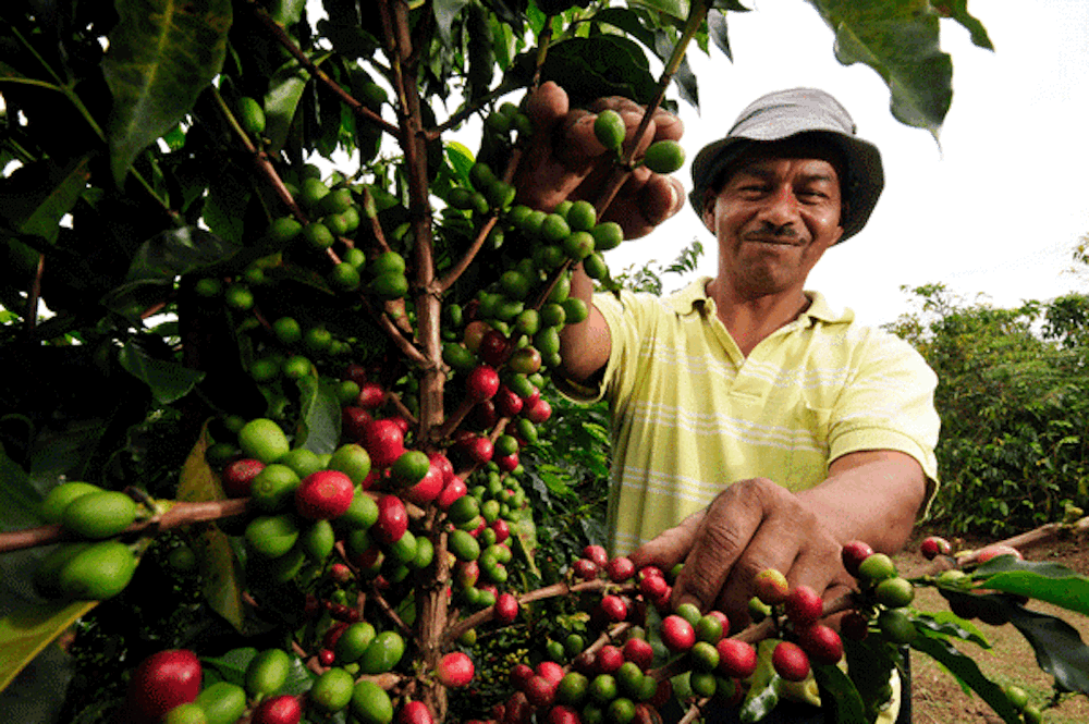 Café y cacao: Santander tiene la materia prima, el desafío es trabajar en la transformación imagen de la publicación