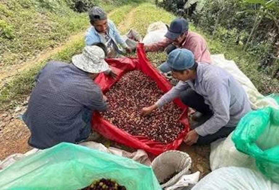 Curití pone el café santandereano en el mapa mundial tras exitosa participación en Austria imagen de la publicación