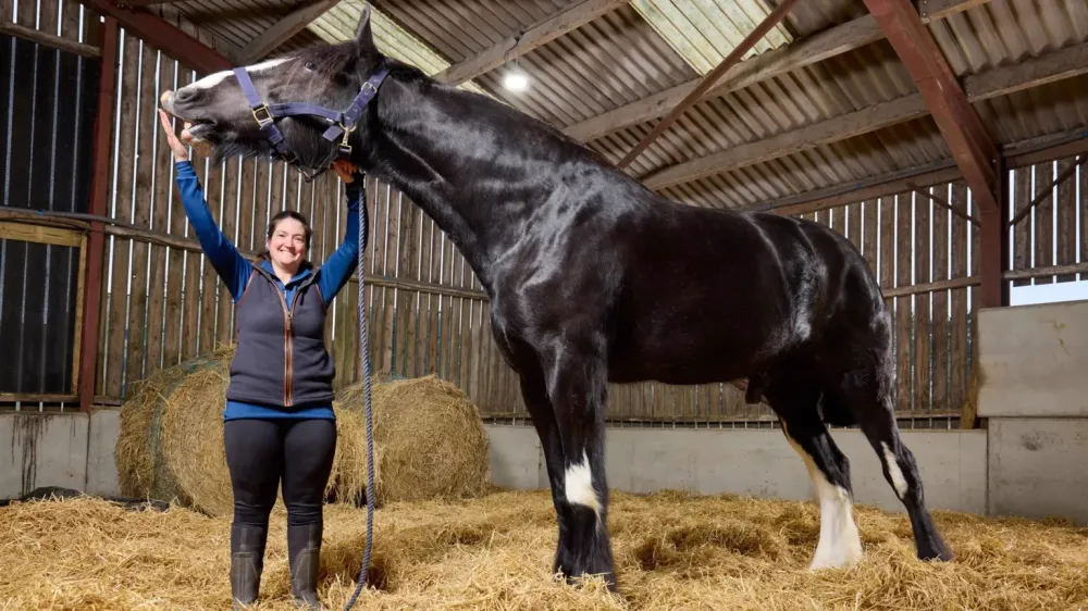 Hugo, el caballo de cuatro años que mide 1,99 metros y logró un récord Guinness imagen de la publicación