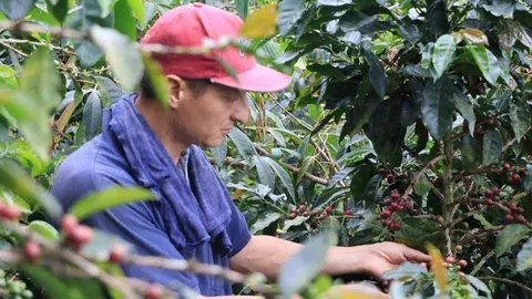El fuerte verano golpea a cafeteros de Santander y activa medidas de alivio imagen de la publicación