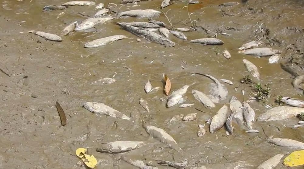 Verano evapora los espejos de agua en Barrancabermeja y provoca mortandad de peces imagen de la publicación