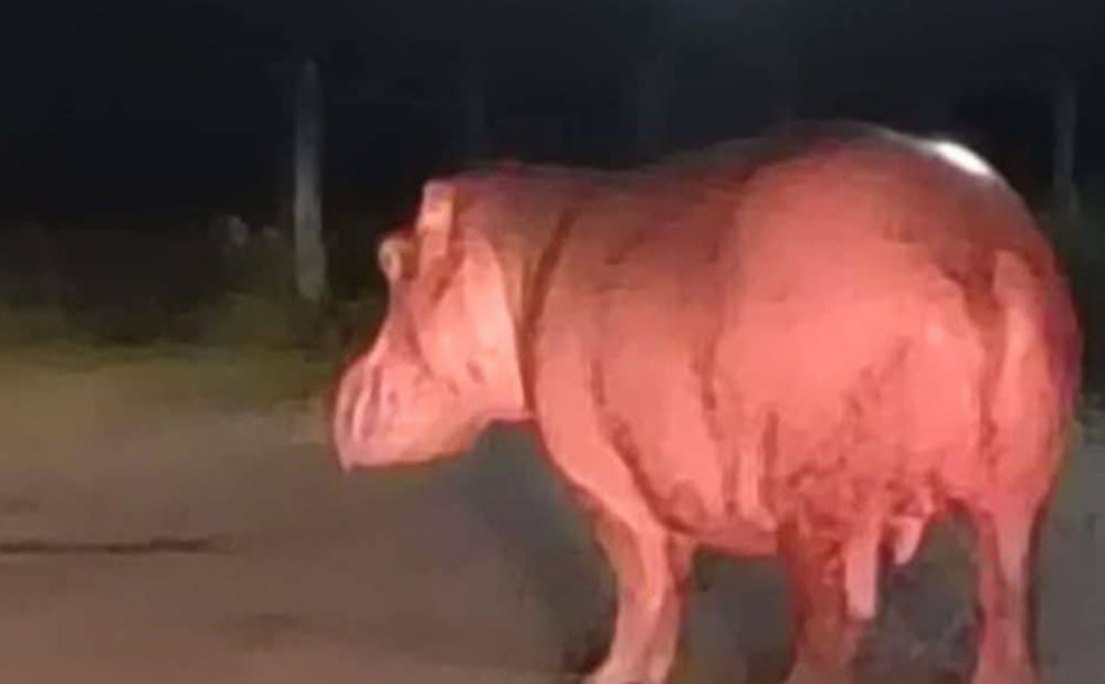 Piden al Gobierno nacional acelerar el desalojo de hipopótamos de Barrancabermeja imagen de la publicación
