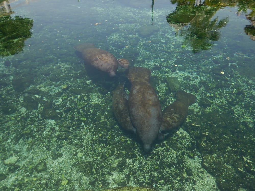 Protección y cuidados del manatí antillano para celebrar su Día Internacional imagen de la publicación