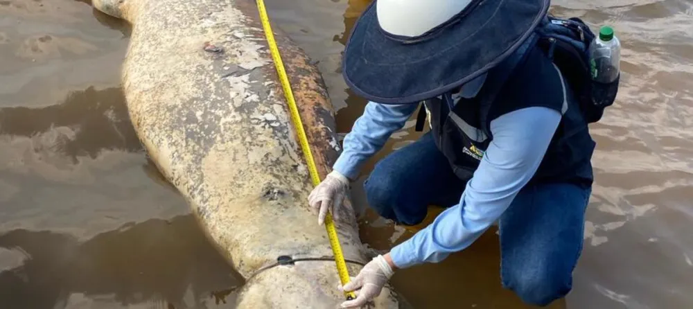 Alerta por muerte de manatíes y otras especies en el caño San Silvestre de Barrancabermeja imagen de la publicación