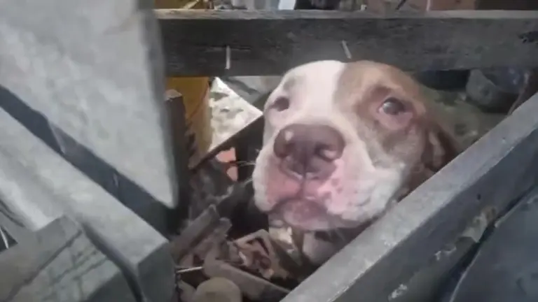 Rescatan a pitbull en difícil condición en el norte de Bucaramanga imagen de la publicación