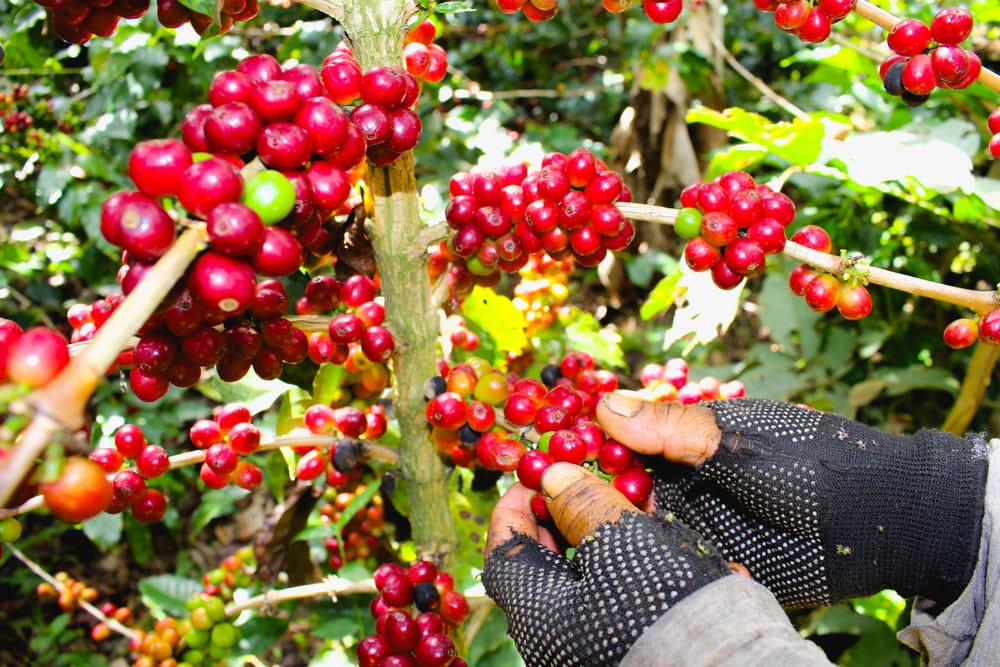 Cafetales con baja producción por culpa de El Niño en Santander imagen de la publicación