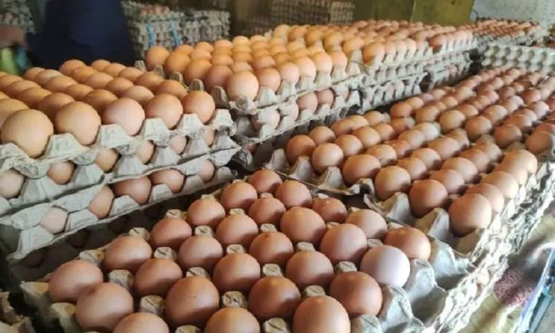 Avicultores donarán un millón de huevos para combatir el hambre en Colombia imagen de la publicación