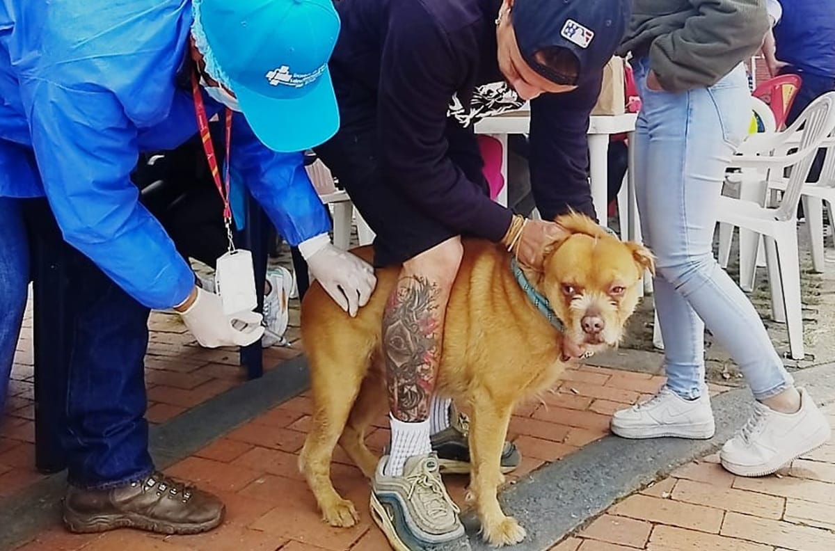 Vacune sus mascotas gratis este martes en Sabana de  Torres, Santander imagen de la publicación
