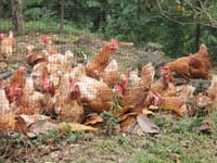 ICA trabaja en vigilancia y control contra la influenza aviar imagen de la publicación