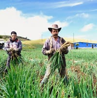 Jornada de microcréditos para productores en el  municipio de Berlín por parte del IDESAN imagen de la publicación