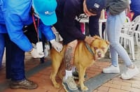 Vacune sus mascotas gratis este martes en Sabana de  Torres, Santander imagen de la publicación