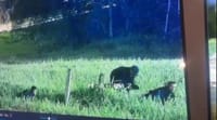 VIDEO | Captura tras persecución: frenan posible ola de hurtos en Bucaramanga imagen de la publicación