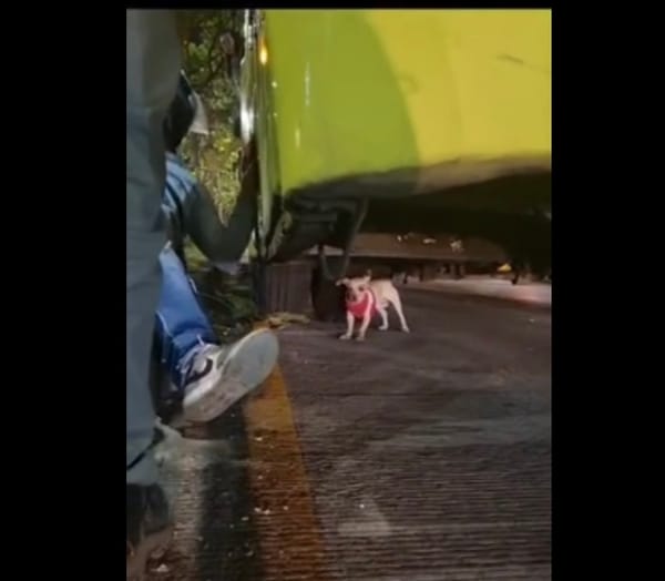 Perrito generó caos vehicular en la autopista Bucaramanga- Floridablanca