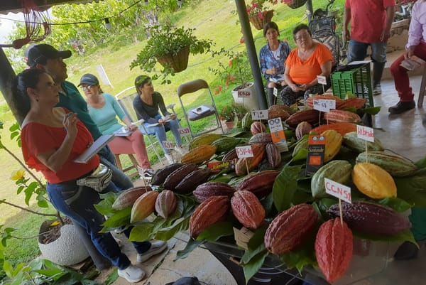 Cacaoteras santandereanas pioneras de la revolución del chocolate nacional