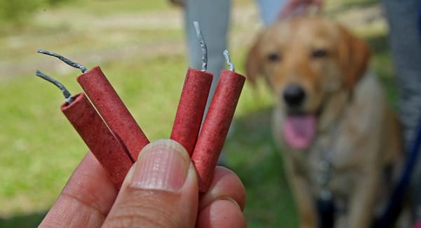 Gobierno departamental pide prudencia en uso de pólvora para proteger a los animales