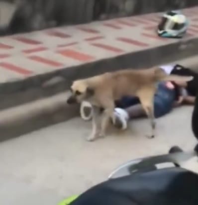 Perro hizo justicia callejera y orinó a un presunto ladrón