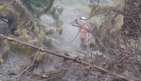 Salvemos a la fauna: CDMB despliega equipo 24/7 ante emergencia por incendios