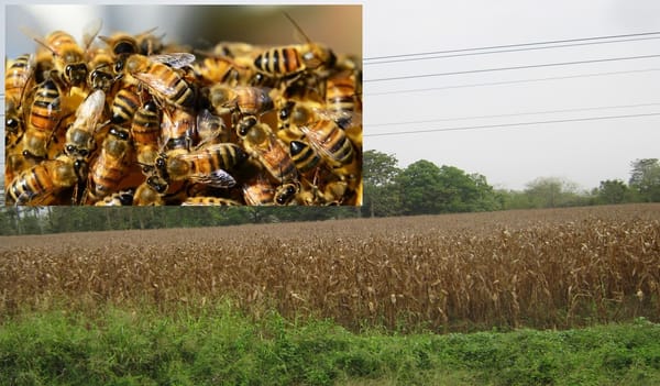 Ataque de abejas dejó 10 heridos y varios animales muertos