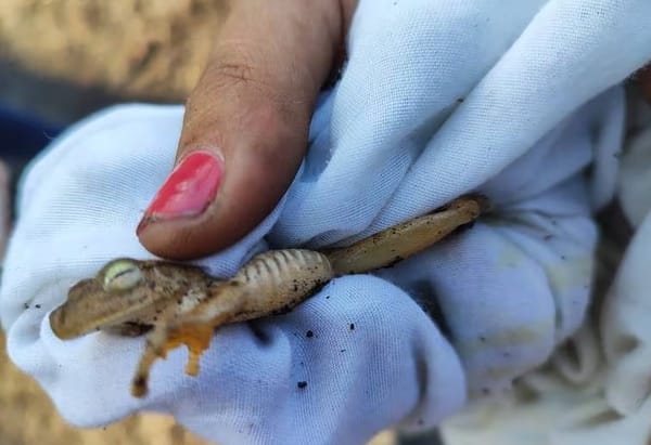 Tragedia ambiental en Piedecuesta: Ciudadanos y activistas se unen para salvar animales