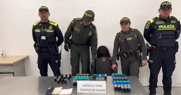 Capturan a brasileña con 130 ranitas venenosas en peligro de extinción