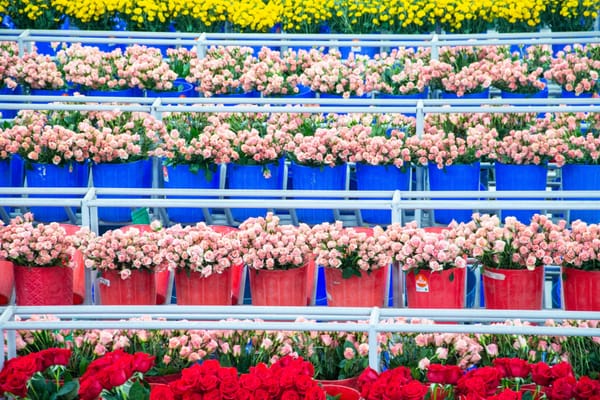Las flores colombianas engalanan la celebración de San Valentín en Estados Unidos