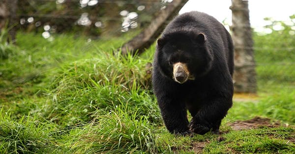 VIDEO. Oso andino se rasca la espalda en reserva de Santander