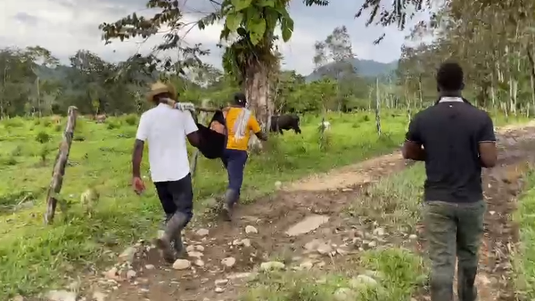Muere un niño en Urrao Antioquia por mordedura de serpiente