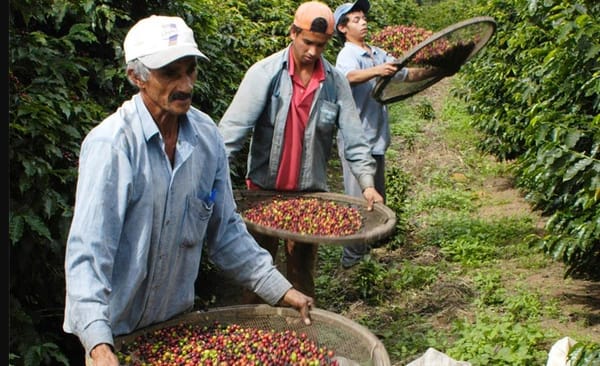 Caficultores santandereanos lideran iniciativa ambiental, convierten residuos de café en abono
