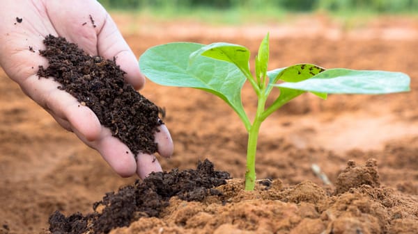 Campesinos de Rionegro (S) producen fertilizantes orgánicos