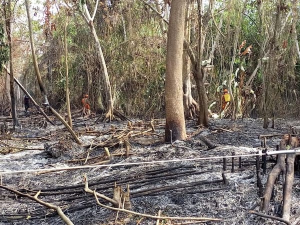 Incendios en Santander habrían sido originados por recolectores de miel de abejas