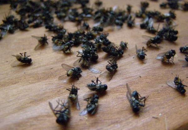 Habitantes de la Mesa de los Santos marcharán por el control de plagas de moscas