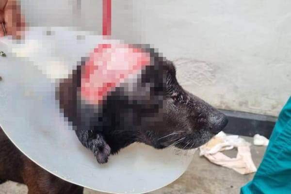 Con cárcel pagará por apuñalar al perro de su vecino en Girón