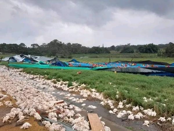 Vendaval provocó la muerte de 20.000 pollos en Piedecuesta