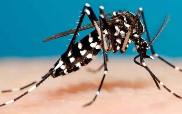 ¡Alerta! Dengue tipo 2 se propaga en Girón