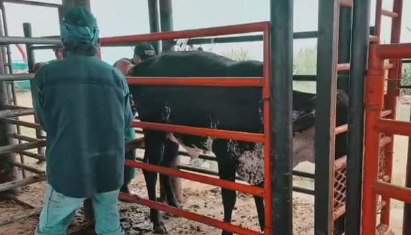 Secretaría de Agricultura lidera proyecto de conservación bovina